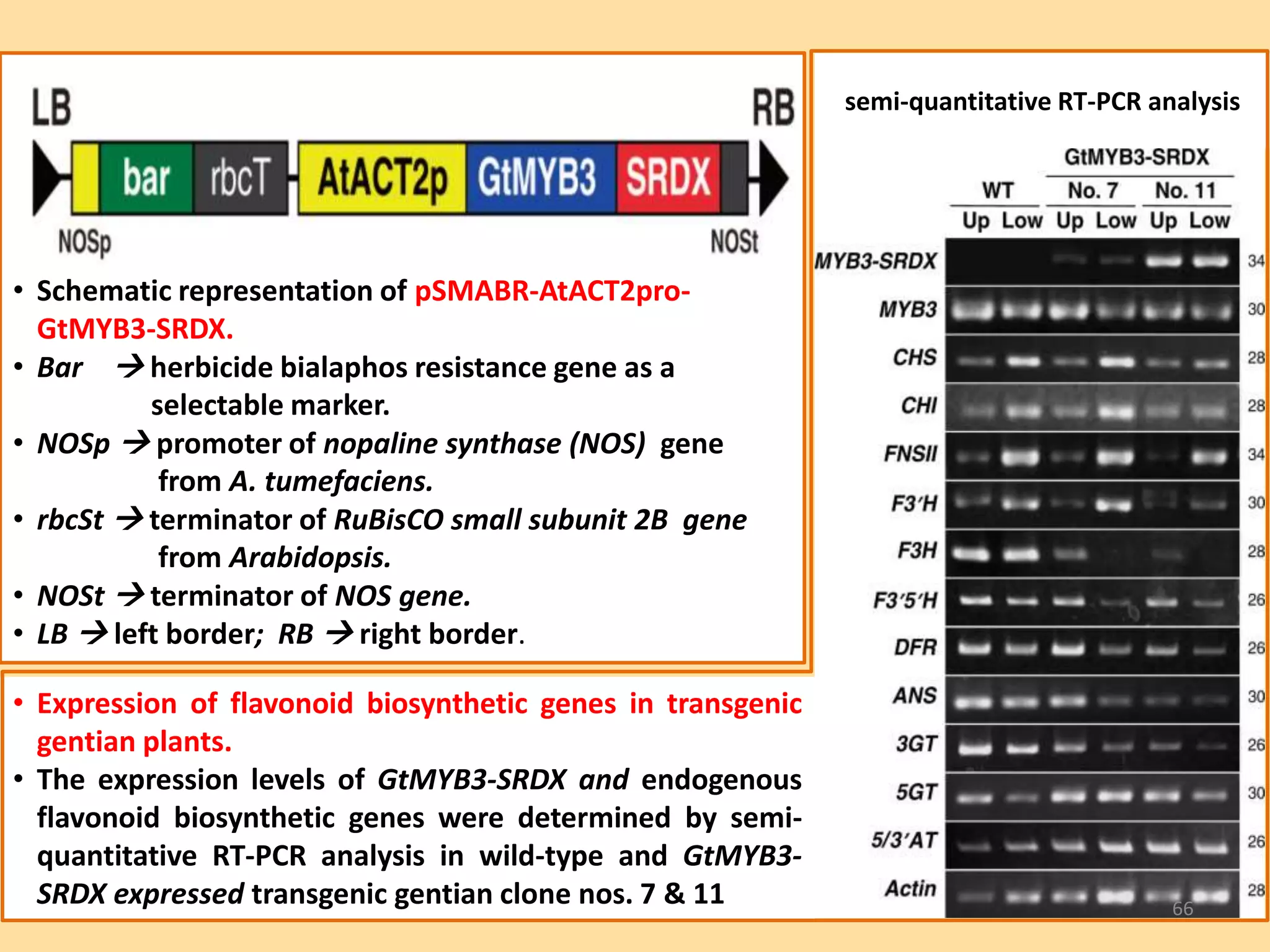 • Expression of flavonoid biosynthetic genes in transgenic
gentian plants.
• The expression levels of GtMYB3-SRDX and endogenous
flavonoid biosynthetic genes were determined by semi-
quantitative RT-PCR analysis in wild-type and GtMYB3-
SRDX expressed transgenic gentian clone nos. 7 & 11
• Schematic representation of pSMABR-AtACT2pro-
GtMYB3-SRDX.
• Bar  herbicide bialaphos resistance gene as a
selectable marker.
• NOSp  promoter of nopaline synthase (NOS) gene
from A. tumefaciens.
• rbcSt  terminator of RuBisCO small subunit 2B gene
from Arabidopsis.
• NOSt  terminator of NOS gene.
• LB  left border; RB  right border.
semi-quantitative RT-PCR analysis
66
 