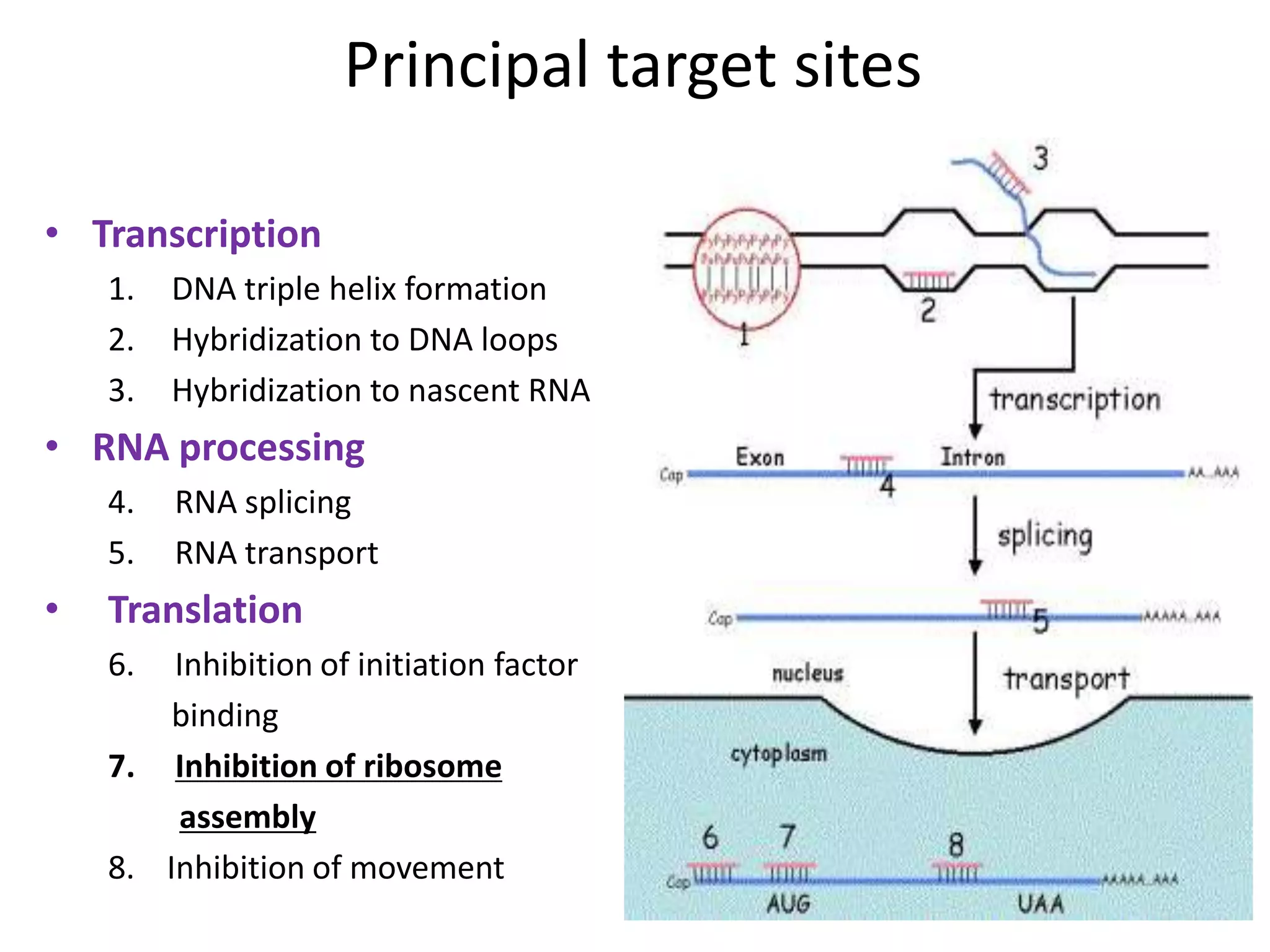 Principal target sites
• Transcription
1. DNA triple helix formation
2. Hybridization to DNA loops
3. Hybridization to nascent RNA
• RNA processing
4. RNA splicing
5. RNA transport
• Translation
6. Inhibition of initiation factor
binding
7. Inhibition of ribosome
assembly
8. Inhibition of movement
 