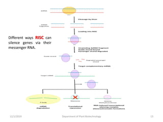 12/1/2019 Department of Plant Biotechnology 13
Different ways RISC can
silence genes via their
messenger RNA.
 