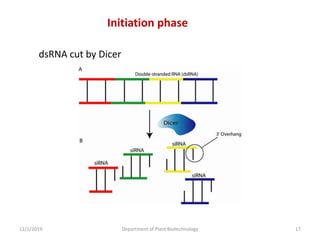dsRNA cut by Dicer
Initiation phase
17Department of Plant Biotechnology12/1/2019
 