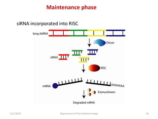 siRNA incorporated into RISC
Maintenance phase
18Department of Plant Biotechnology12/1/2019
 