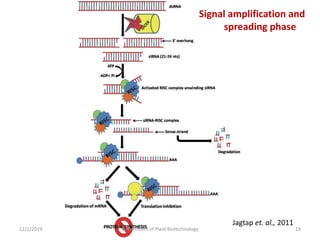 Jagtap et. al., 2011
19Department of Plant Biotechnology12/1/2019
Signal amplification and
spreading phase
 