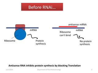 Before RNAi…
Ribosome
mRNA
Protein
synthesis
No protein
synthesis
mRNA
antisense mRNA
Ribosome
can’t bind
X
Antisense RNA inhibits protein synthesis by blocking Translation
2Department of Plant Biotechnology12/1/2019
 