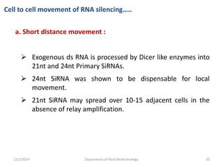 a. Short distance movement :
 Exogenous ds RNA is processed by Dicer like enzymes into
21nt and 24nt Primary SiRNAs.
 24nt SiRNA was shown to be dispensable for local
movement.
 21nt SiRNA may spread over 10-15 adjacent cells in the
absence of relay amplification.
Cell to cell movement of RNA silencing…..
20Department of Plant Biotechnology12/1/2019
 