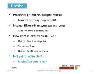 Drosha
 Processes pri-miRNA into pre-miRNA
– Leaves 3’ overhangs on pre-miRNA
 Nuclear RNAse-III enzyme [Lee at al., 2003]
– Tandem RNAse-III domains
 How does it identify pri-miRNA?
– Hairpin terminal loop size
– Stem structure
– Hairpin flanking sequences
 Not yet found in plants
– Maybe Dicer does its job?
24Department of Plant Biotechnology12/1/2019
 