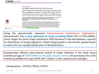 12/1/2019 Department of Plant Biotechnology 43
Using the agronomically important barley-Fusarium graminearum pathosystem,
demonstrated that a spray application of a long noncoding dsRNA (791 nt CYP3-dsRNA),
which targets the three fungal cytochrome P450 lanosterol C-14α-demethylases, required
for biosynthesis of fungal ergosterol, inhibits fungal growth in the directly sprayed (local)
as well as the non-sprayed (distal) parts of detached leaves.
Unexpectedly, efficient spray-induced control of fungal infections in the distal tissue
involved passage of CYP3-dsRNA via the plant vascular system and processing into small
interfering (si)RNAs by fungal DICER-LIKE 1 (FgDCL-1) after uptake by the pathogen.
3 fungal genes - CYP51B, CYP51A, CYP51C
 