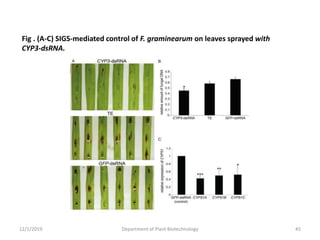 12/1/2019 Department of Plant Biotechnology 45
Fig . (A-C) SIGS-mediated control of F. graminearum on leaves sprayed with
CYP3-dsRNA.
 