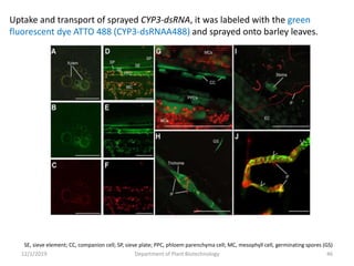 12/1/2019 Department of Plant Biotechnology 46
Uptake and transport of sprayed CYP3-dsRNA, it was labeled with the green
fluorescent dye ATTO 488 (CYP3-dsRNAA488) and sprayed onto barley leaves.
SE, sieve element; CC, companion cell; SP, sieve plate; PPC, phloem parenchyma cell; MC, mesophyll cell, germinating spores (GS)
 