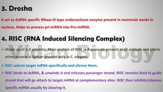 RNA Interference | PPT