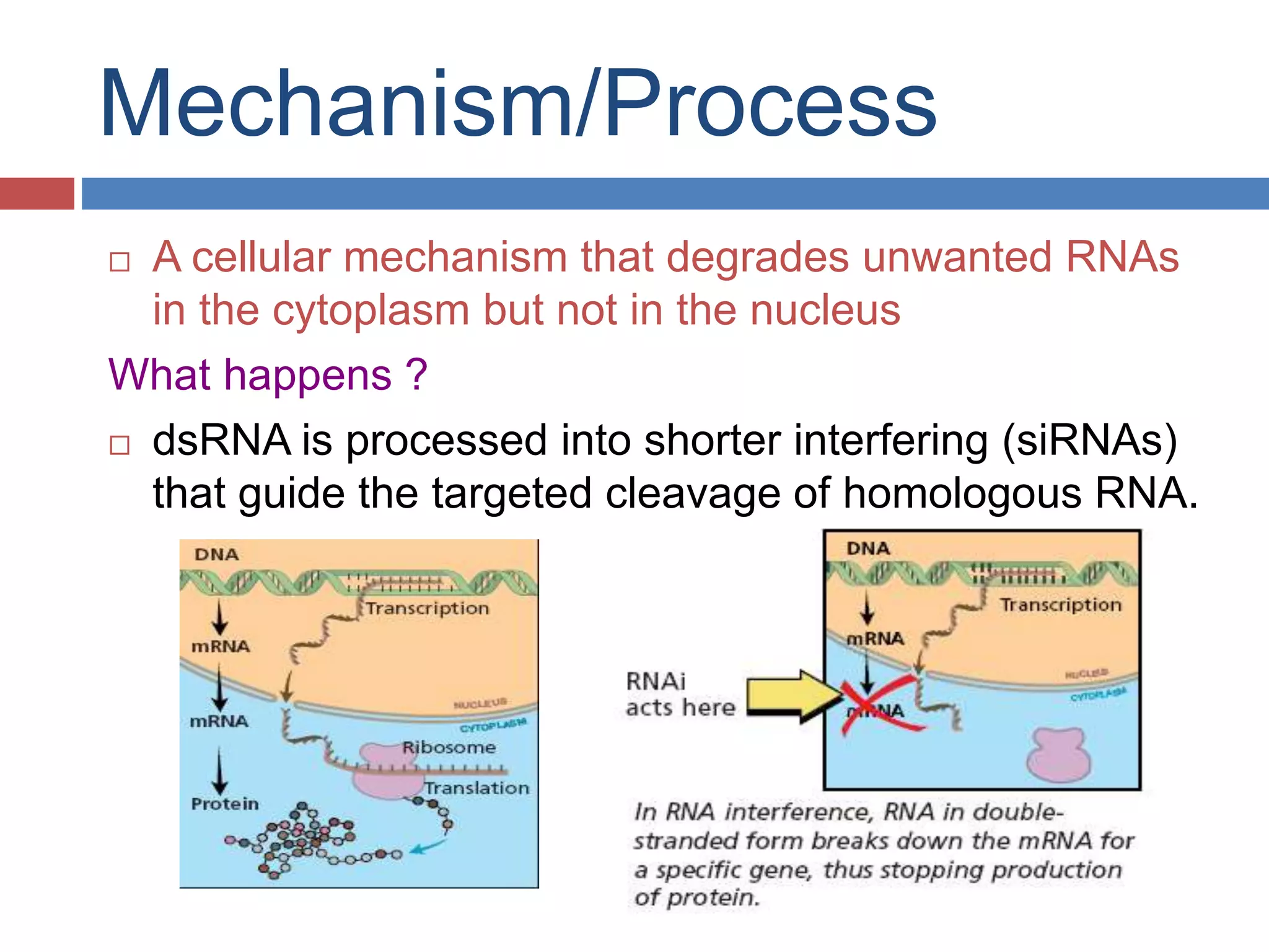 Mechanism/Process 
 A cellular mechanism that degrades unwanted RNAs 
in the cytoplasm but not in the nucleus 
What happens ? 
 dsRNA is processed into shorter interfering (siRNAs) 
that guide the targeted cleavage of homologous RNA. 
 