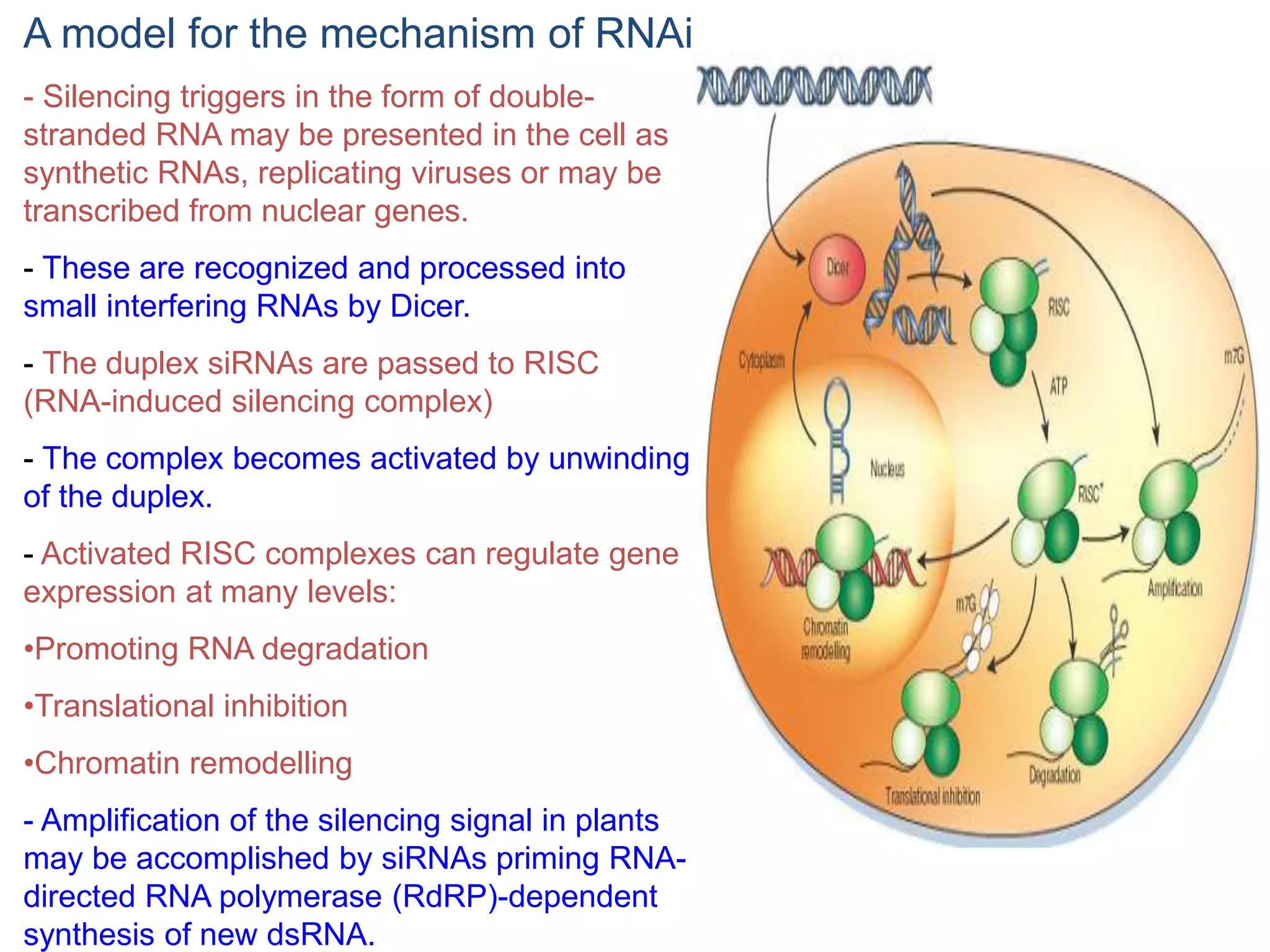A model for the mechanism of RNAi 
- Silencing triggers in the form of double-stranded 
RNA may be presented in the cell as 
synthetic RNAs, replicating viruses or may be 
transcribed from nuclear genes. 
- These are recognized and processed into 
small interfering RNAs by Dicer. 
- The duplex siRNAs are passed to RISC 
(RNA-induced silencing complex) 
- The complex becomes activated by unwinding 
of the duplex. 
- Activated RISC complexes can regulate gene 
expression at many levels: 
•Promoting RNA degradation 
•Translational inhibition 
•Chromatin remodelling 
- Amplification of the silencing signal in plants 
may be accomplished by siRNAs priming RNA-directed 
RNA polymerase (RdRP)-dependent 
synthesis of new dsRNA. 
 