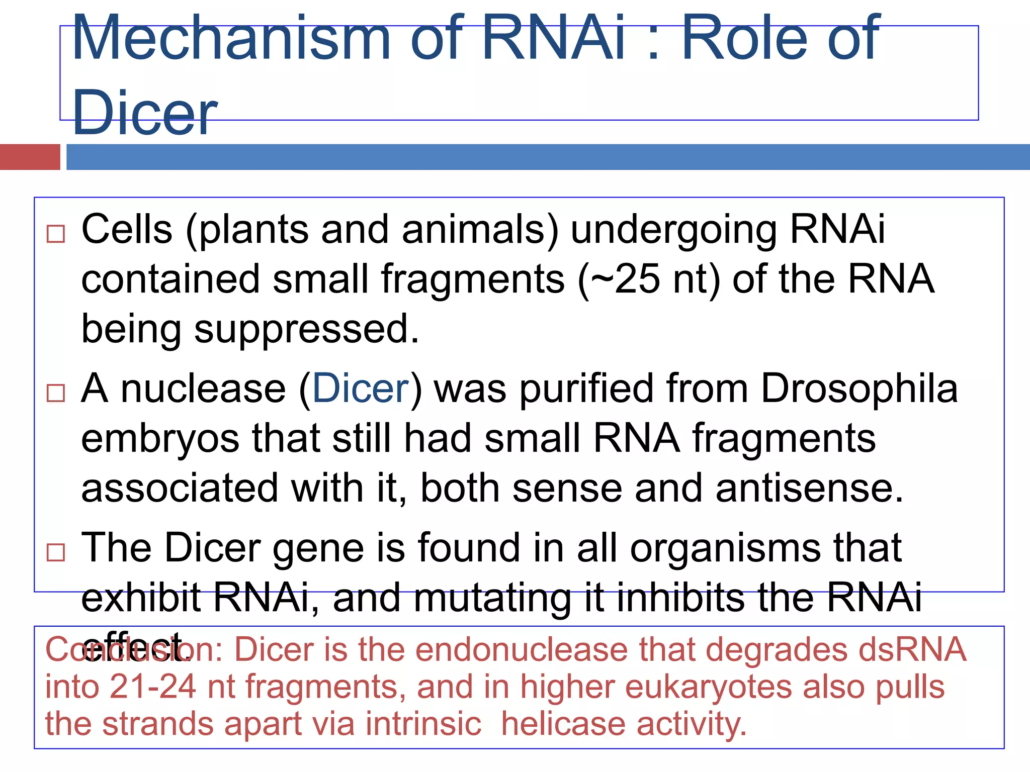 Mechanism of RNAi : Role of 
Dicer 
 Cells (plants and animals) undergoing RNAi 
contained small fragments (~25 nt) of the RNA 
being suppressed. 
 A nuclease (Dicer) was purified from Drosophila 
embryos that still had small RNA fragments 
associated with it, both sense and antisense. 
 The Dicer gene is found in all organisms that 
exhibit RNAi, and mutating it inhibits the RNAi 
Coenfcfleucsito.n: Dicer is the endonuclease that degrades dsRNA 
into 21-24 nt fragments, and in higher eukaryotes also pulls 
the strands apart via intrinsic helicase activity. 
 