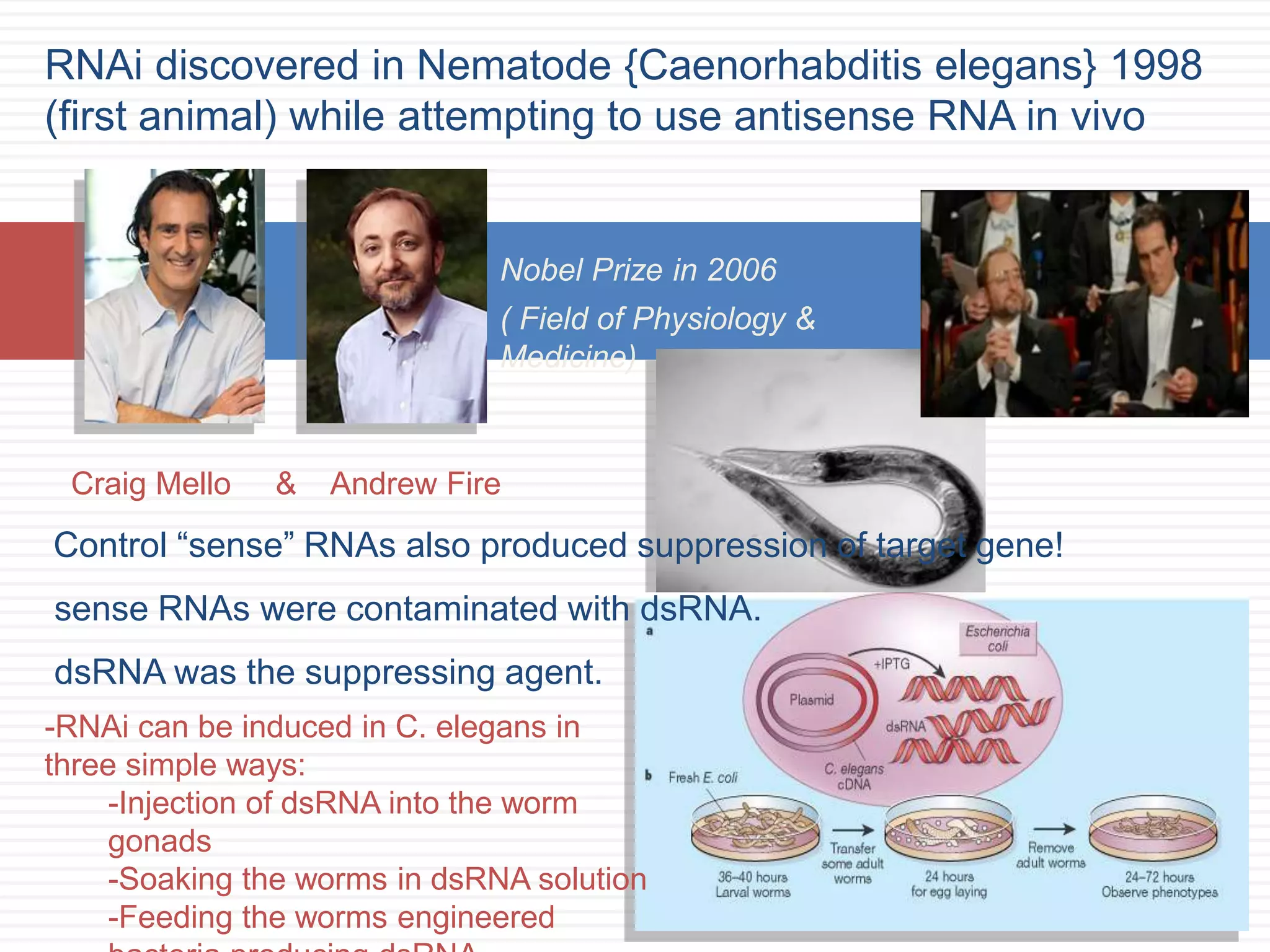 RNAi discovered in Nematode {Caenorhabditis elegans} 1998 
(first animal) while attempting to use antisense RNA in vivo 
Nobel Prize in 2006 
( Field of Physiology & 
Medicine) 
Craig Mello & Andrew Fire 
Control “sense” RNAs also produced suppression of target gene! 
sense RNAs were contaminated with dsRNA. 
dsRNA was the suppressing agent. 
-RNAi can be induced in C. elegans in 
three simple ways: 
-Injection of dsRNA into the worm 
gonads 
-Soaking the worms in dsRNA solution 
-Feeding the worms engineered 
bacteria producing dsRNA 
 