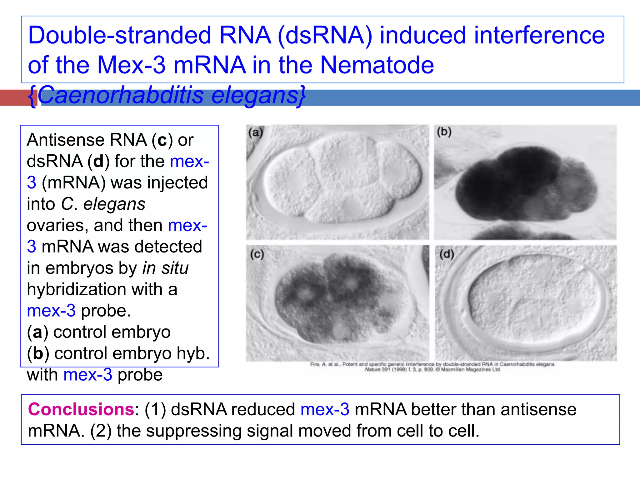 Double-stranded RNA (dsRNA) induced interference 
of the Mex-3 mRNA in the Nematode 
{Caenorhabditis elegans} 
Antisense RNA (c) or 
dsRNA (d) for the mex- 
3 (mRNA) was injected 
into C. elegans 
ovaries, and then mex- 
3 mRNA was detected 
in embryos by in situ 
hybridization with a 
mex-3 probe. 
(a) control embryo 
(b) control embryo hyb. 
with mex-3 probe 
Conclusions: (1) dsRNA reduced mex-3 mRNA better than antisense 
mRNA. (2) the suppressing signal moved from cell to cell. 
 