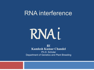 RNA interference 
RNAi 
BY 
Kamlesh Kumar Chandel 
Ph.D. Scholar 
Department of Genetics and Plant Breeding 
 