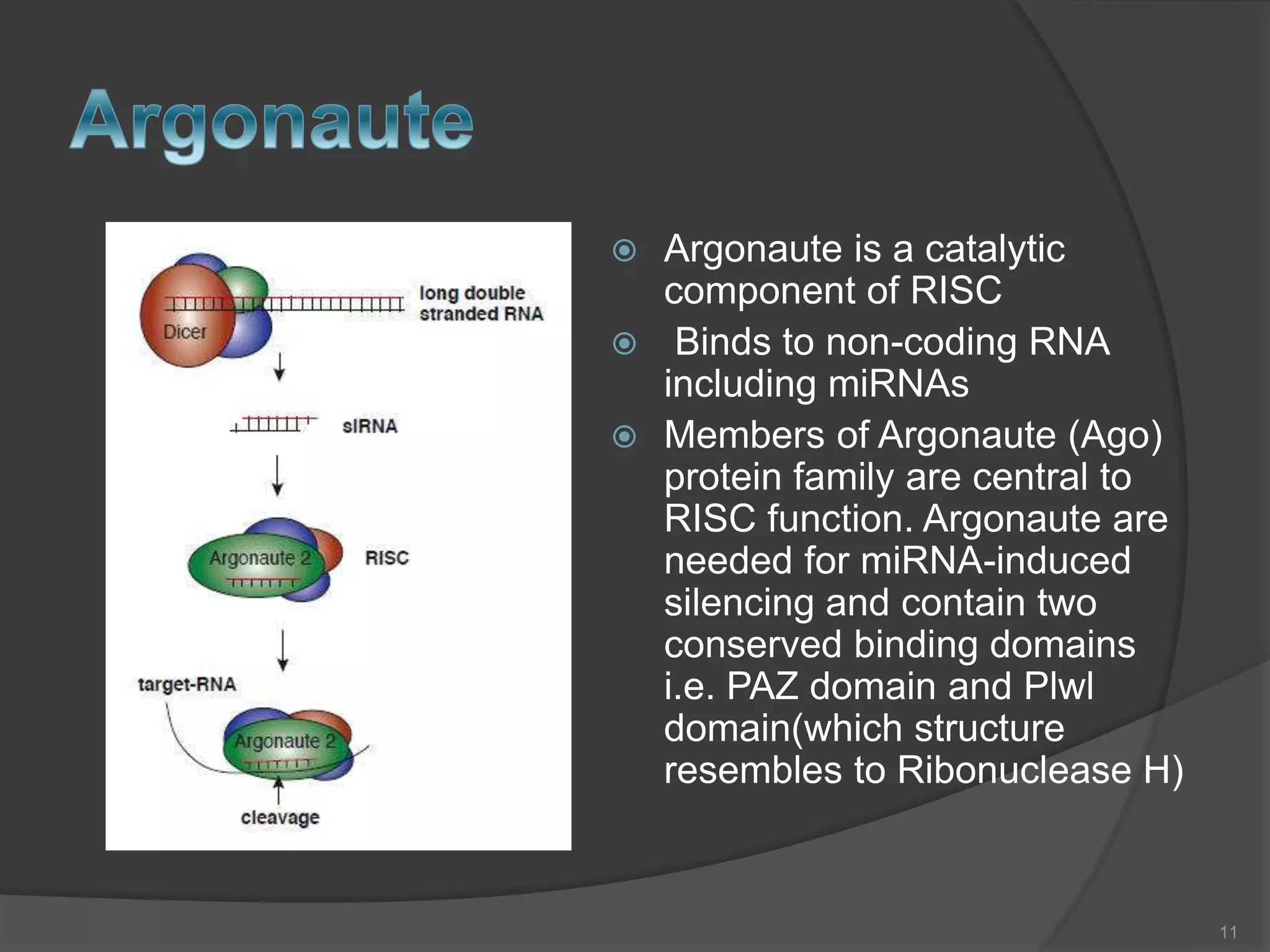  Argonaute is a catalytic
component of RISC
 Binds to non-coding RNA
including miRNAs
 Members of Argonaute (Ago)
protein family are central to
RISC function. Argonaute are
needed for miRNA-induced
silencing and contain two
conserved binding domains
i.e. PAZ domain and Plwl
domain(which structure
resembles to Ribonuclease H)
11
 
