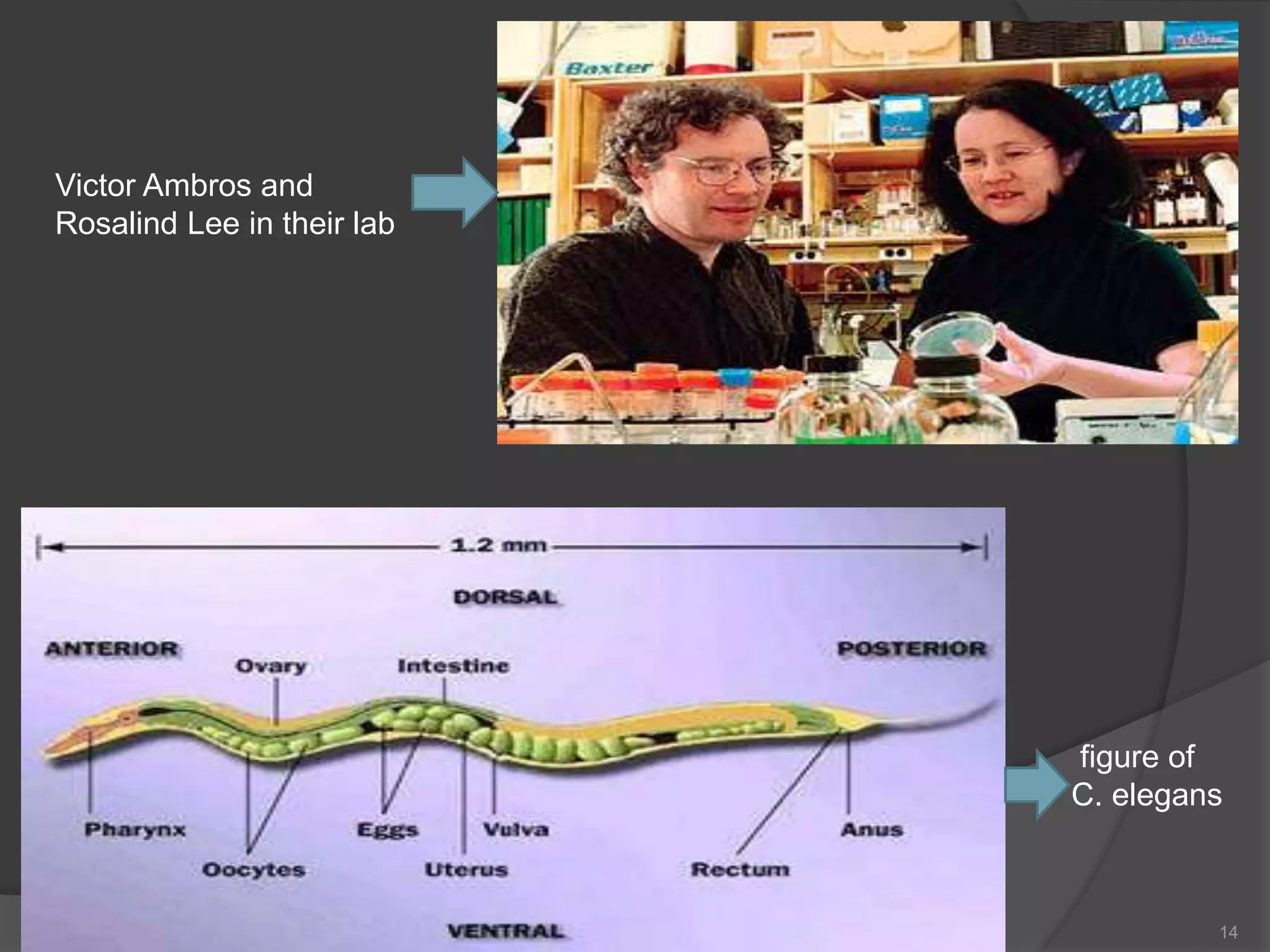 14
Victor Ambros and
Rosalind Lee in their lab
figure of
C. elegans
 
