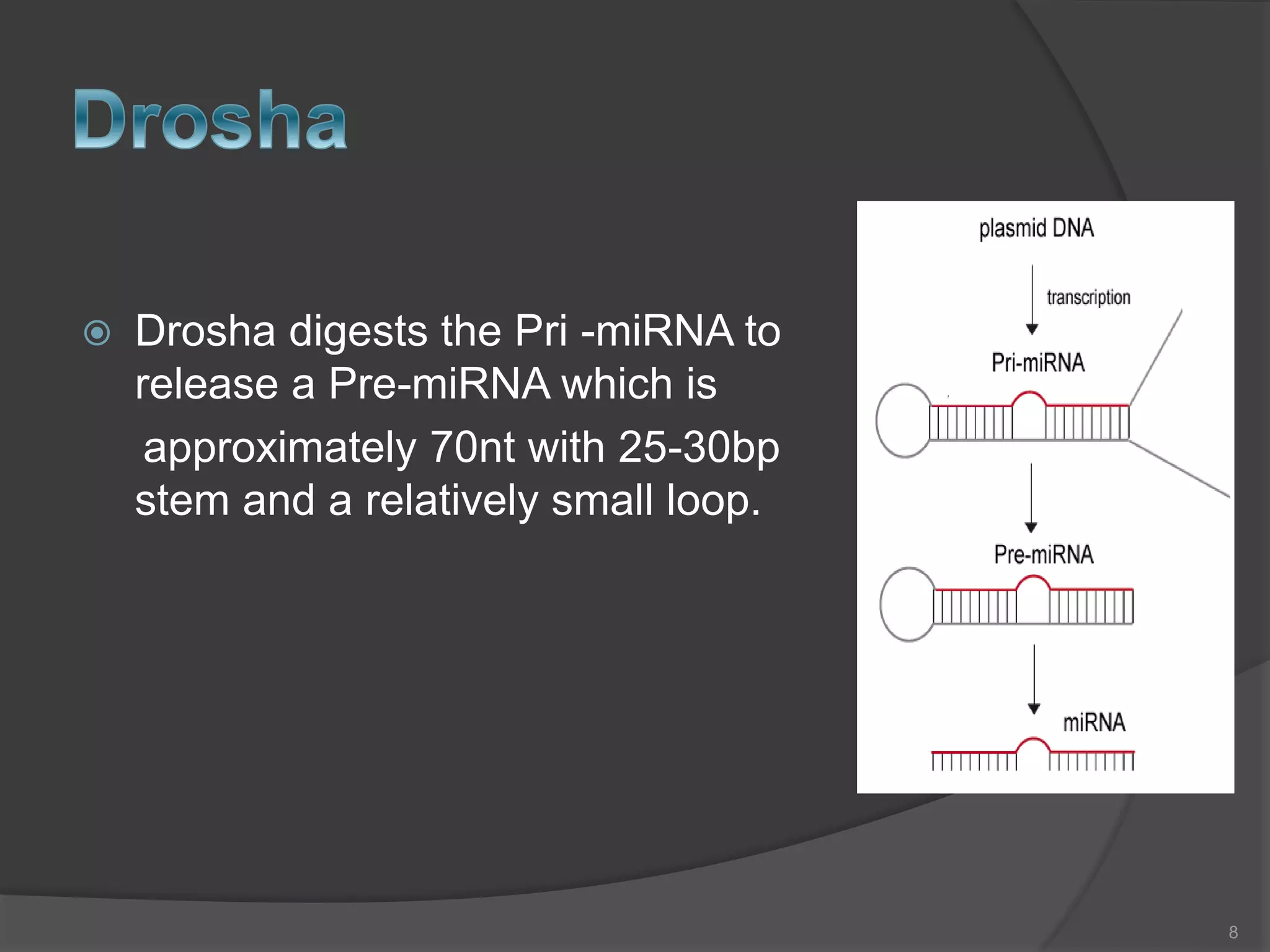  Drosha digests the Pri -miRNA to
release a Pre-miRNA which is
approximately 70nt with 25-30bp
stem and a relatively small loop.
8
 