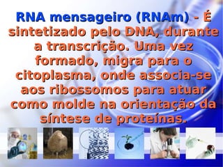 RNA mensageiro (RNAm)  - É sintetizado pelo DNA, durante a transcrição. Uma vez formado, migra para o citoplasma, onde associa-se aos ribossomos para atuar como molde na orientação da síntese de proteínas. 