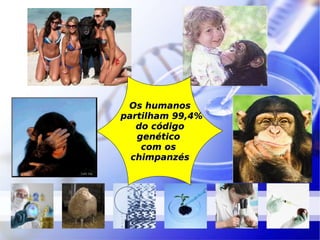 Os humanos partilham 99,4% do código  genético  com os  chimpanzés 