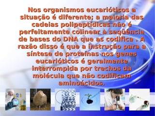 Nos organismos eucarióticos a situação é diferente; a maioria das cadeias polipeptídicas não é perfeitamente colinear à seqüência de bases do DNA que as codifica . A razão disso é que a instrução para a síntese de proteínas nos genes eucarióticos é geralmente interrompida por trechos da molécula que não codificam aminoácidos. 