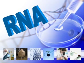 RNA  
