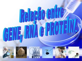 Relação entre  GENE, RNA e PROTEÍNA 