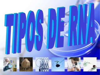 TIPOS DE RNA 
