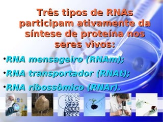 Três tipos de RNAs participam ativamente da síntese de proteína nos seres vivos: RNA mensageiro (RNAm); RNA transportador (RNAt); RNA ribossômico (RNAr). 
