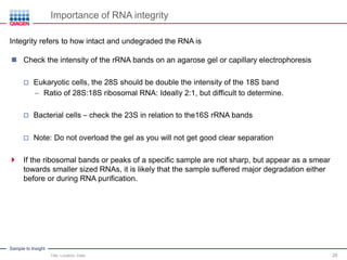 Sample to Insight
Importance of RNA integrity
Title, Location, Date 28
 Check the intensity of the rRNA bands on an agarose gel or capillary electrophoresis
 Eukaryotic cells, the 28S should be double the intensity of the 18S band
– Ratio of 28S:18S ribosomal RNA: Ideally 2:1, but difficult to determine.
 Bacterial cells – check the 23S in relation to the16S rRNA bands
 Note: Do not overload the gel as you will not get good clear separation
 If the ribosomal bands or peaks of a specific sample are not sharp, but appear as a smear
towards smaller sized RNAs, it is likely that the sample suffered major degradation either
before or during RNA purification.
Integrity refers to how intact and undegraded the RNA is
 