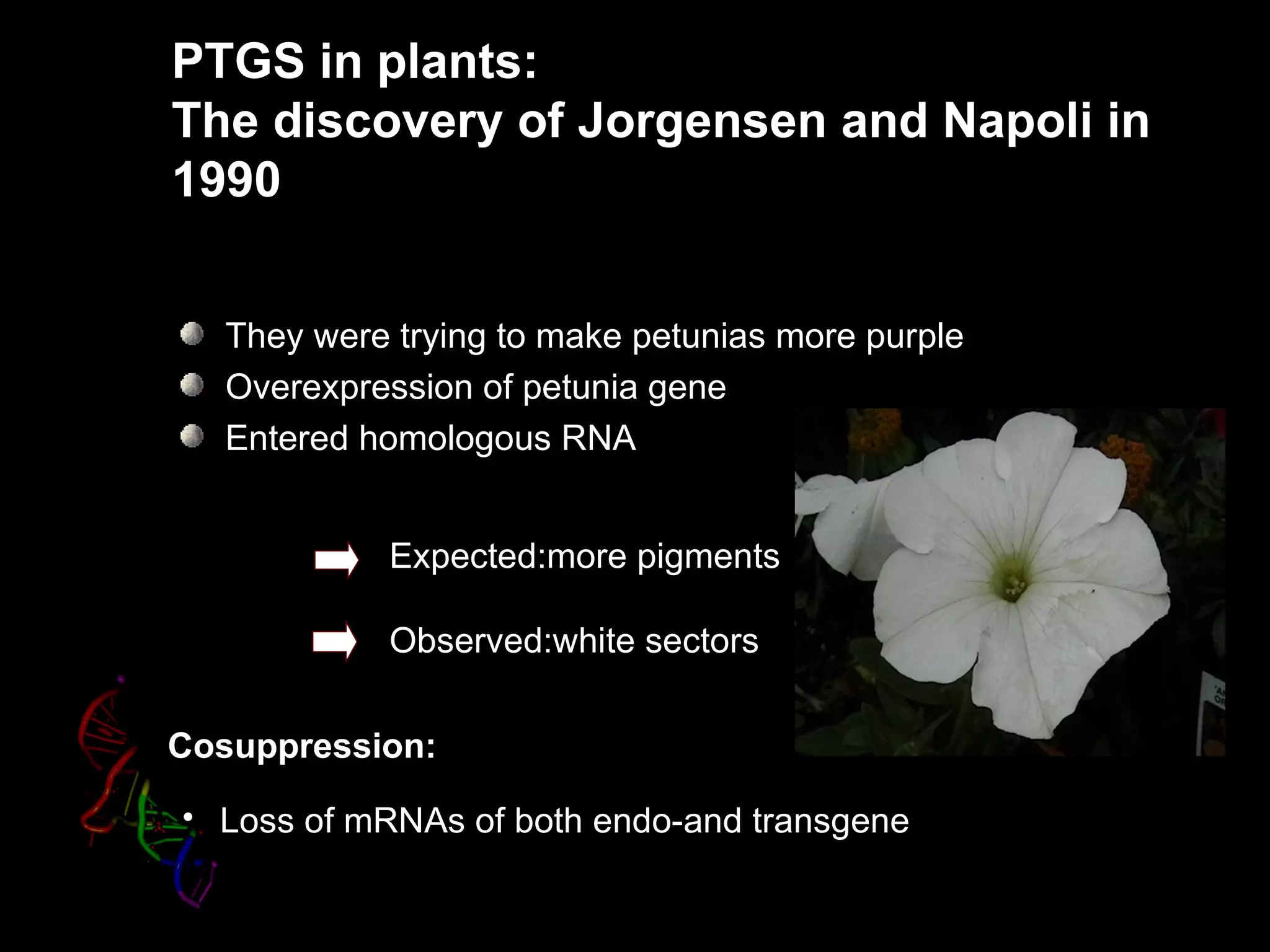 PTGS in plants:
The discovery of Jorgensen and Napoli in
1990


   They were trying to make petunias more purple
   Overexpression of petunia gene
   Entered homologous RNA


            Expected:more pigments

            Observed:white sectors

Cosuppression:
• Loss of mRNAs of both endo-and transgene
 
