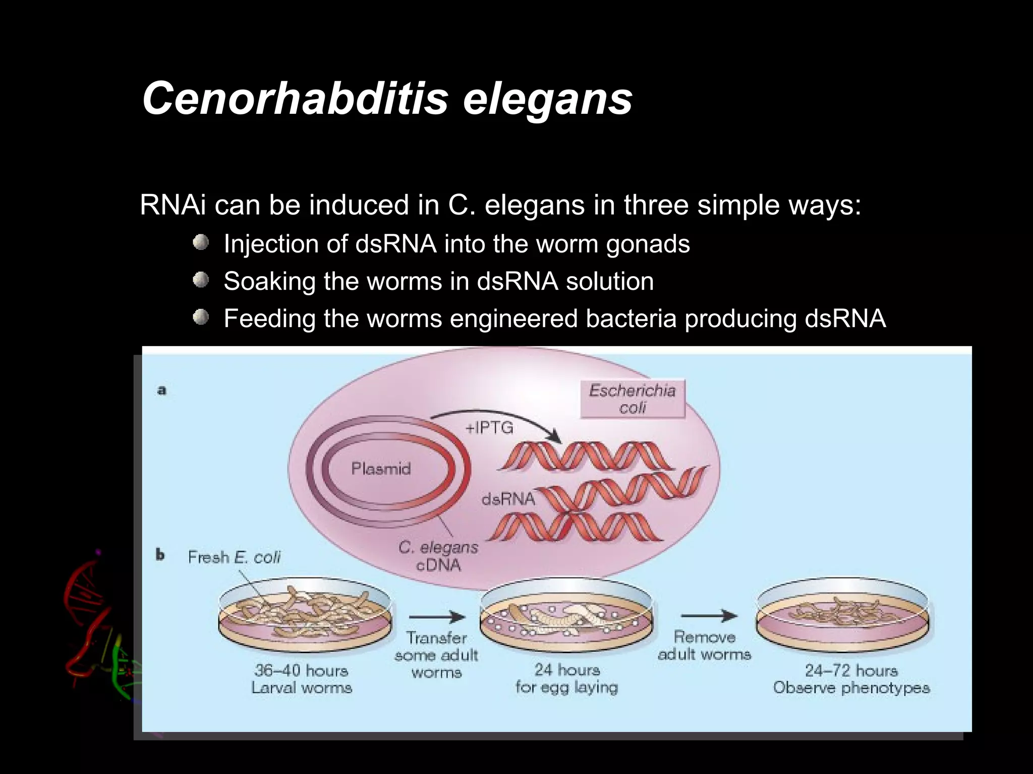 Cenorhabditis elegans

RNAi can be induced in C. elegans in three simple ways:
      Injection of dsRNA into the worm gonads
      Soaking the worms in dsRNA solution
      Feeding the worms engineered bacteria producing dsRNA
 