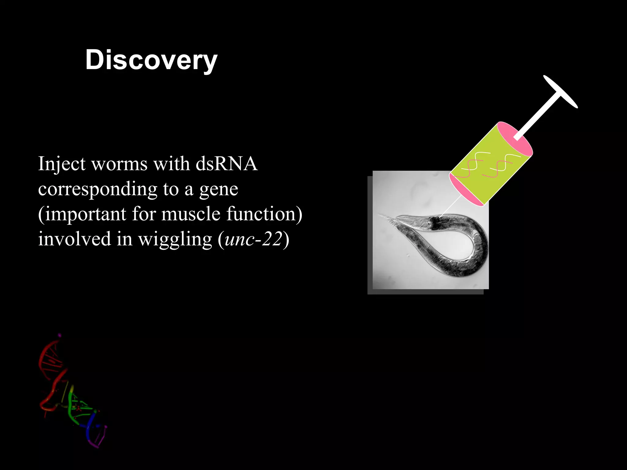 Discovery


Inject worms with dsRNA
corresponding to a gene
(important for muscle function)
involved in wiggling (unc-22)
 