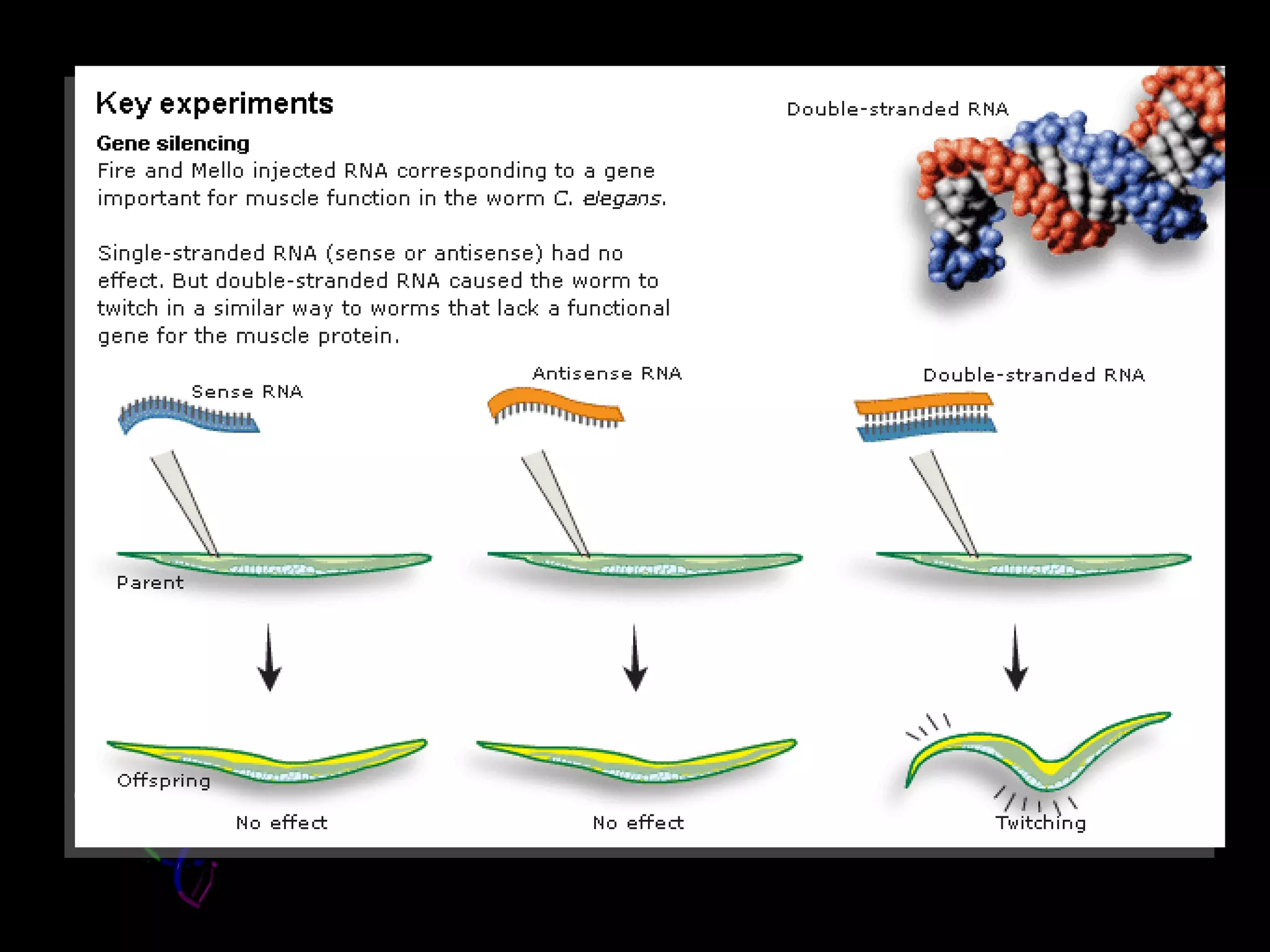 Discovery


Inject worms with dsRNA
corresponding to a gene
(important for muscle function)
involved in wiggling (unc-22)




Conclusion: dsRNA triggers potent and specific gene silencing
 
