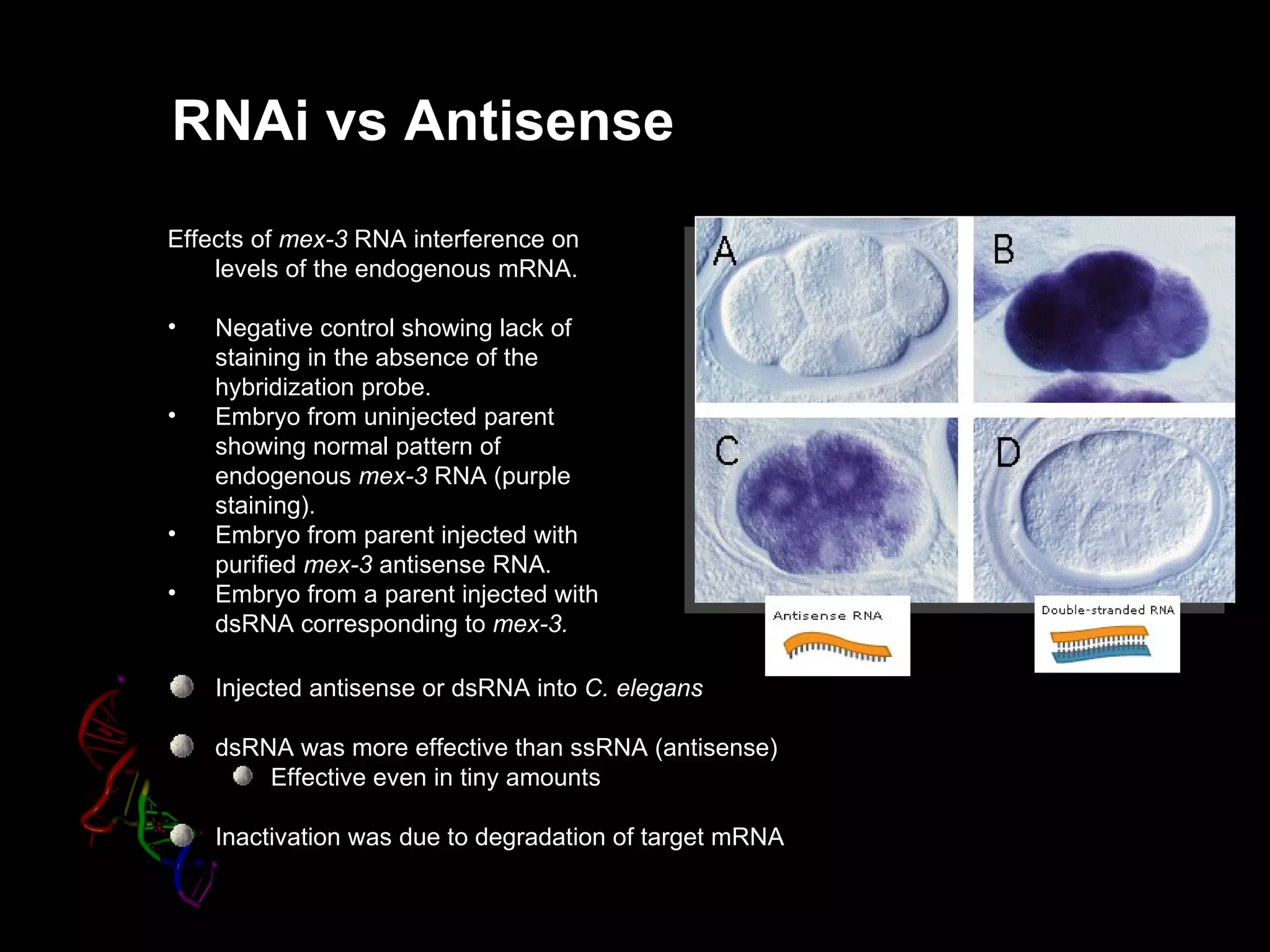RNAi vs Antisense
Effects of mex-3 RNA interference on
    levels of the endogenous mRNA.

•   Negative control showing lack of
    staining in the absence of the
    hybridization probe.
•   Embryo from uninjected parent
    showing normal pattern of
    endogenous mex-3 RNA (purple
    staining).
•   Embryo from parent injected with
    purified mex-3 antisense RNA.
•   Embryo from a parent injected with
    dsRNA corresponding to mex-3.

    Injected antisense or dsRNA into C. elegans

    dsRNA was more effective than ssRNA (antisense)
        Effective even in tiny amounts

    Inactivation was due to degradation of target mRNA
 