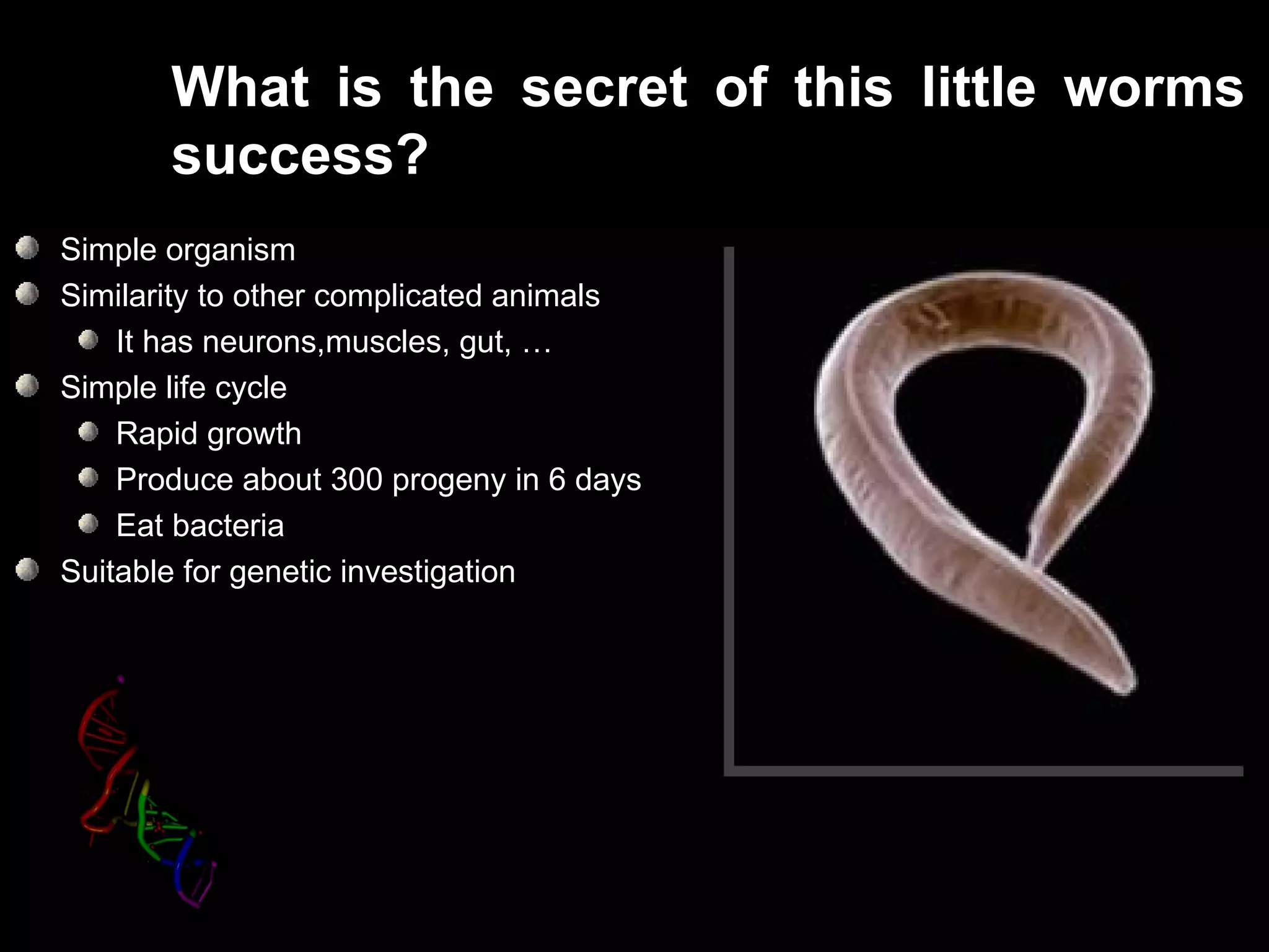 What is the secret of this little worms
       success?
Simple organism
Similarity to other complicated animals
    It has neurons,muscles, gut, …
Simple life cycle
    Rapid growth
    Produce about 300 progeny in 6 days
    Eat bacteria
Suitable for genetic investigation
 