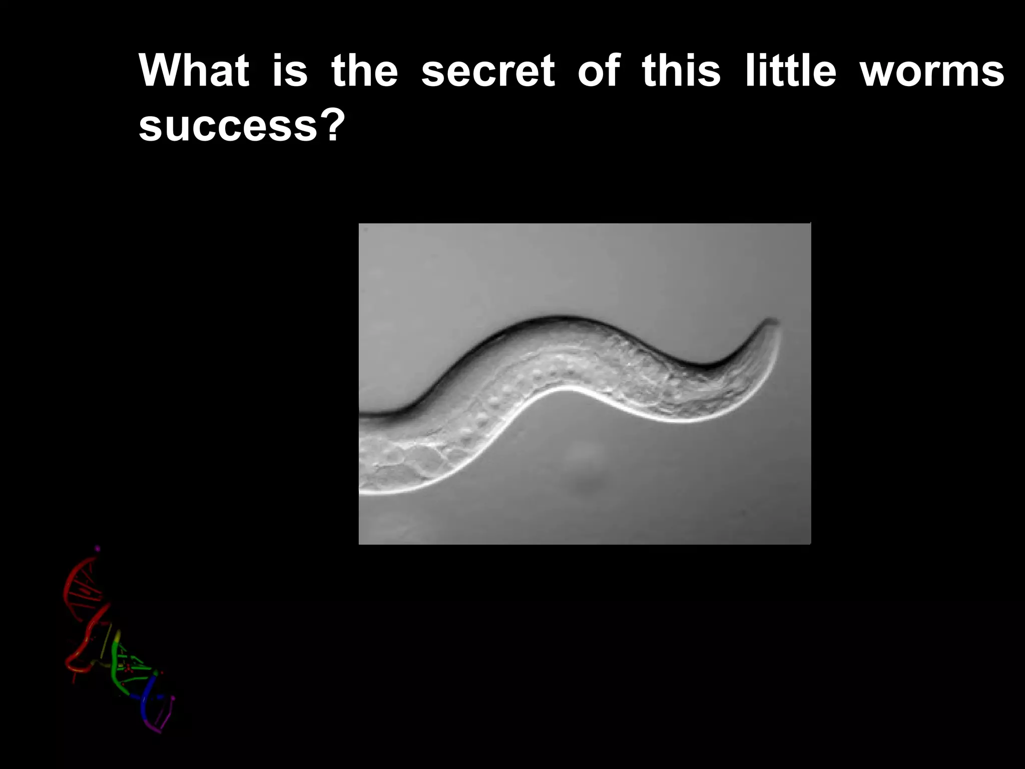 What is the secret of this little worms
success?
 
