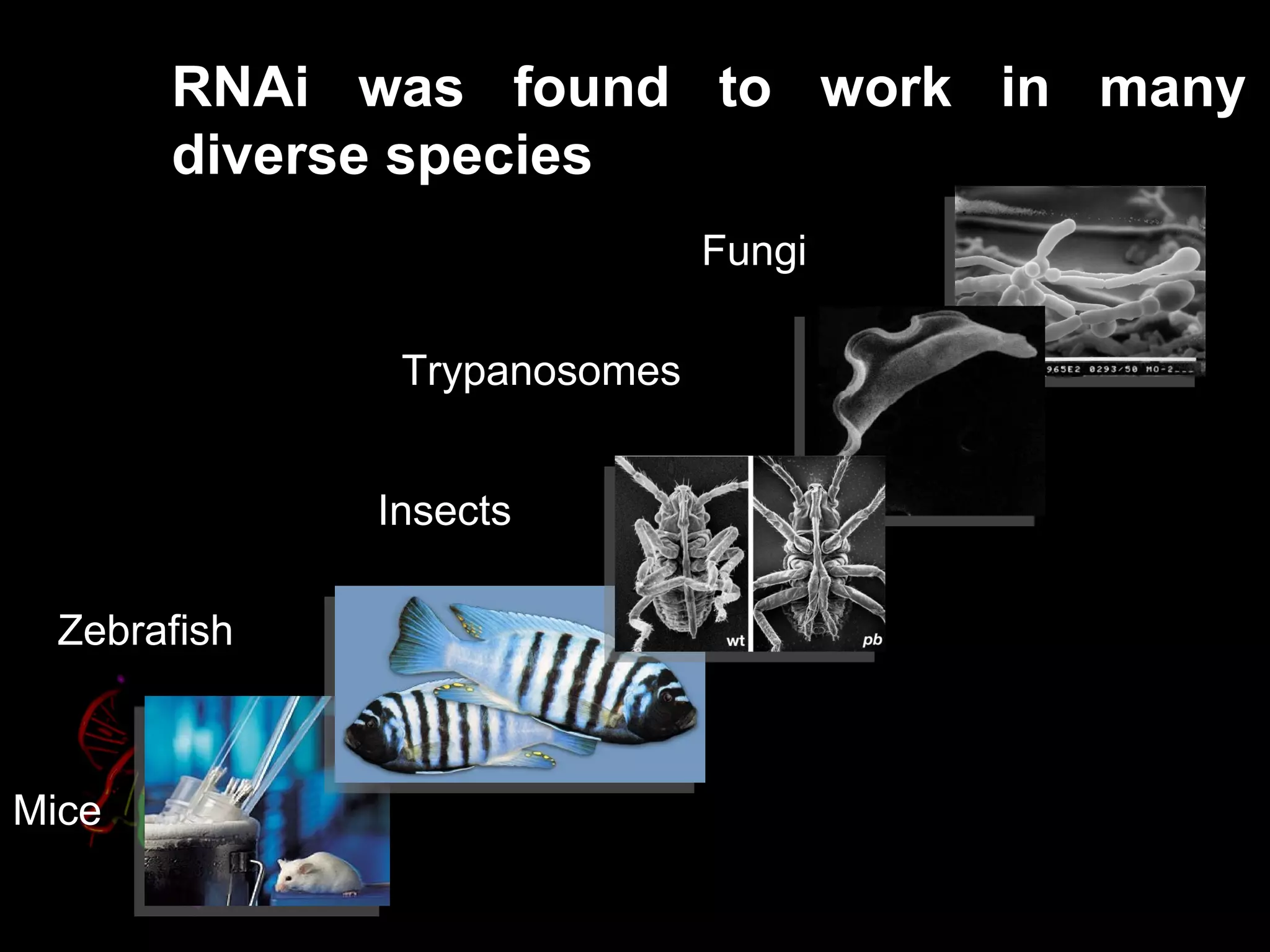 RNAi was found to work in many
       diverse species
                              Fungi

               Trypanosomes


              Insects

  Zebrafish



Mice
 