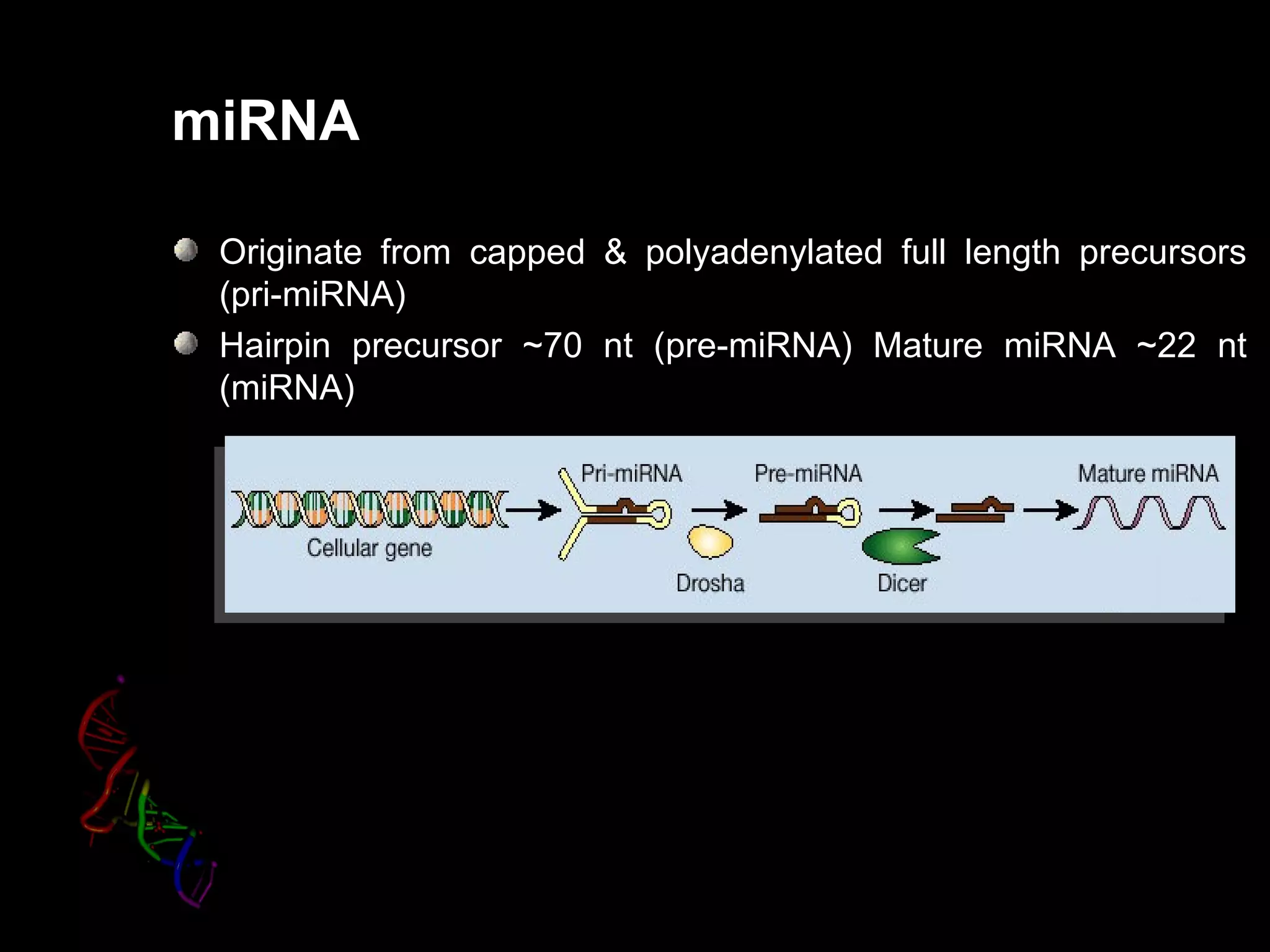 miRNA

 Originate from capped & polyadenylated full length precursors
 (pri-miRNA)
 Hairpin precursor ~70 nt (pre-miRNA) Mature miRNA ~22 nt
 (miRNA)
 