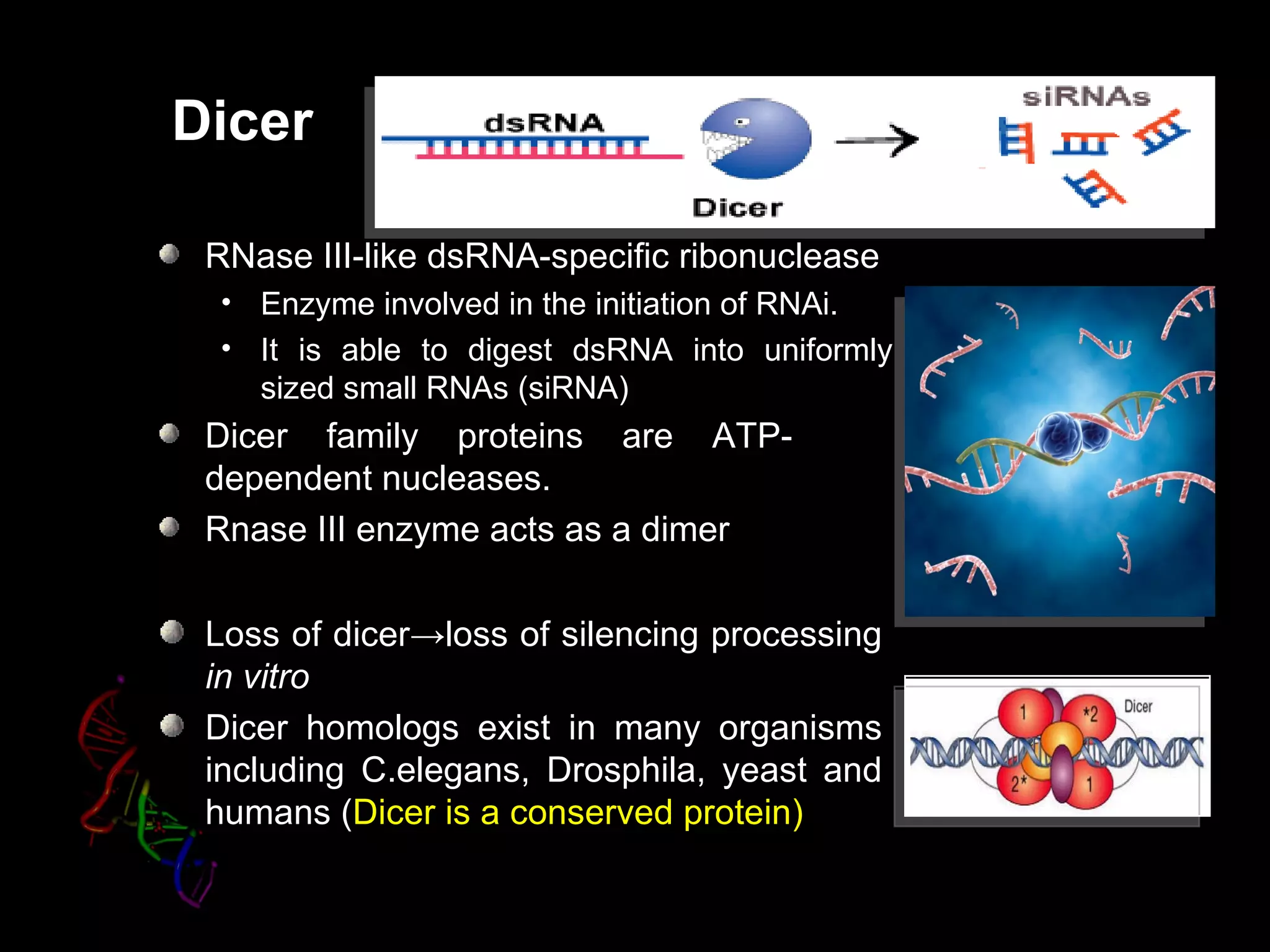 Dicer

 RNase III-like dsRNA-specific ribonuclease
 • Enzyme involved in the initiation of RNAi.
 • It is able to digest dsRNA into uniformly
    sized small RNAs (siRNA)
 Dicer family proteins are ATP-
 dependent nucleases.
 Rnase III enzyme acts as a dimer

 Loss of dicer→loss of silencing processing
 in vitro
 Dicer homologs exist in many organisms
 including C.elegans, Drosphila, yeast and
 humans (Dicer is a conserved protein)
 