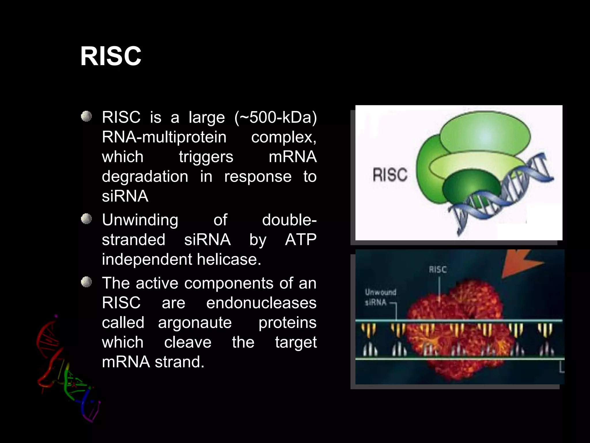 RISC

 RISC is a large (~500-kDa)
 RNA-multiprotein complex,
 which     triggers     mRNA
 degradation in response to
 siRNA
 Unwinding      of     double-
 stranded siRNA by ATP
 independent helicase.
 The active components of an
 RISC are endonucleases
 called argonaute    proteins
 which cleave the target
 mRNA strand.
 