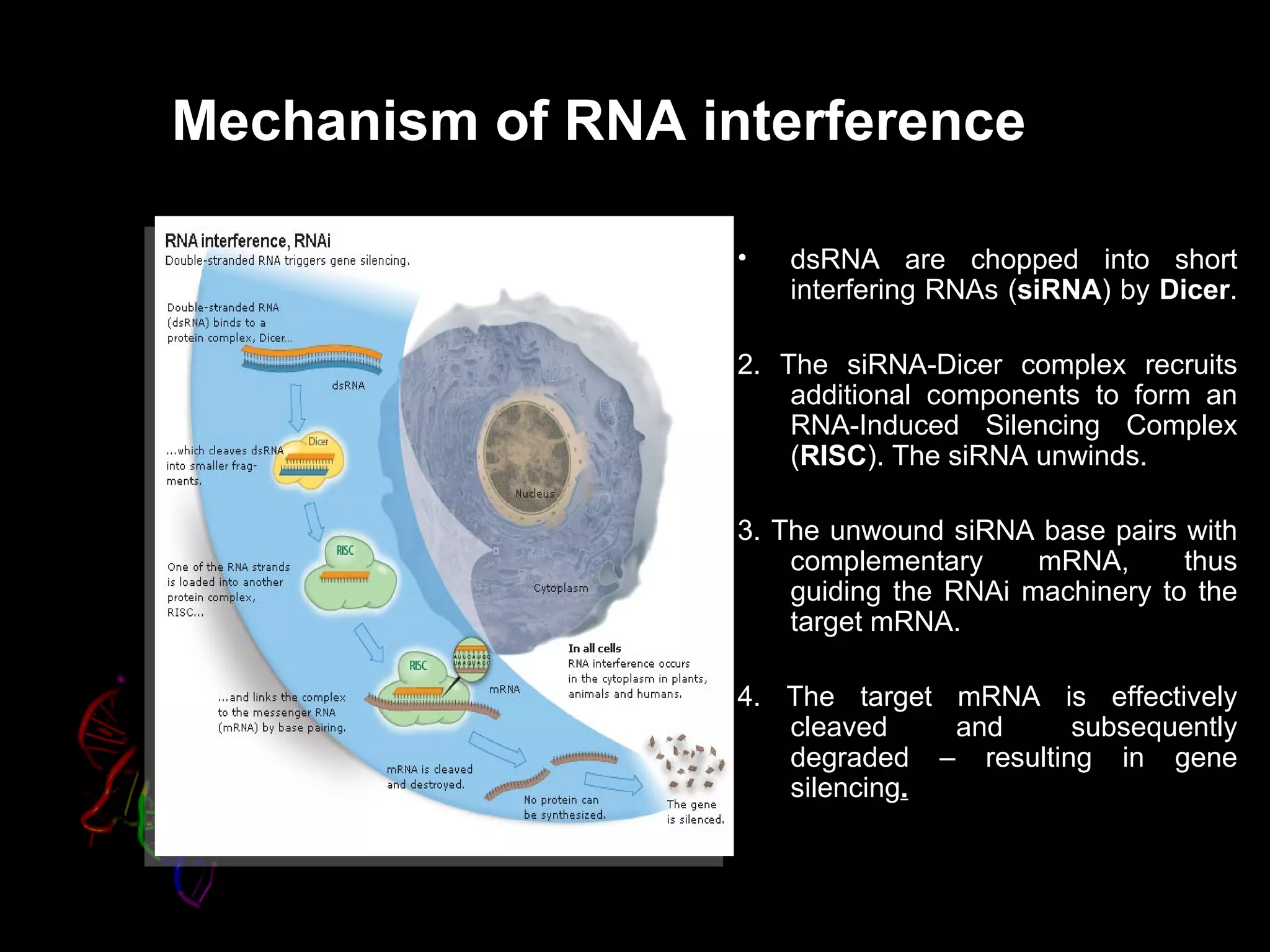 Mechanism of RNA interference

                   •   dsRNA are chopped into short
                       interfering RNAs (siRNA) by Dicer.
                                         siRNA     Dicer

                   2. The siRNA-Dicer complex recruits
                       additional components to form an
                       RNA-Induced Silencing Complex
                       (RISC). The siRNA unwinds.
                        RISC

                   3. The unwound siRNA base pairs with
                       complementary     mRNA,      thus
                       guiding the RNAi machinery to the
                       target mRNA.

                   4. The target mRNA is effectively
                      cleaved    and     subsequently
                      degraded – resulting in gene
                      silencing.
                      silencing
 