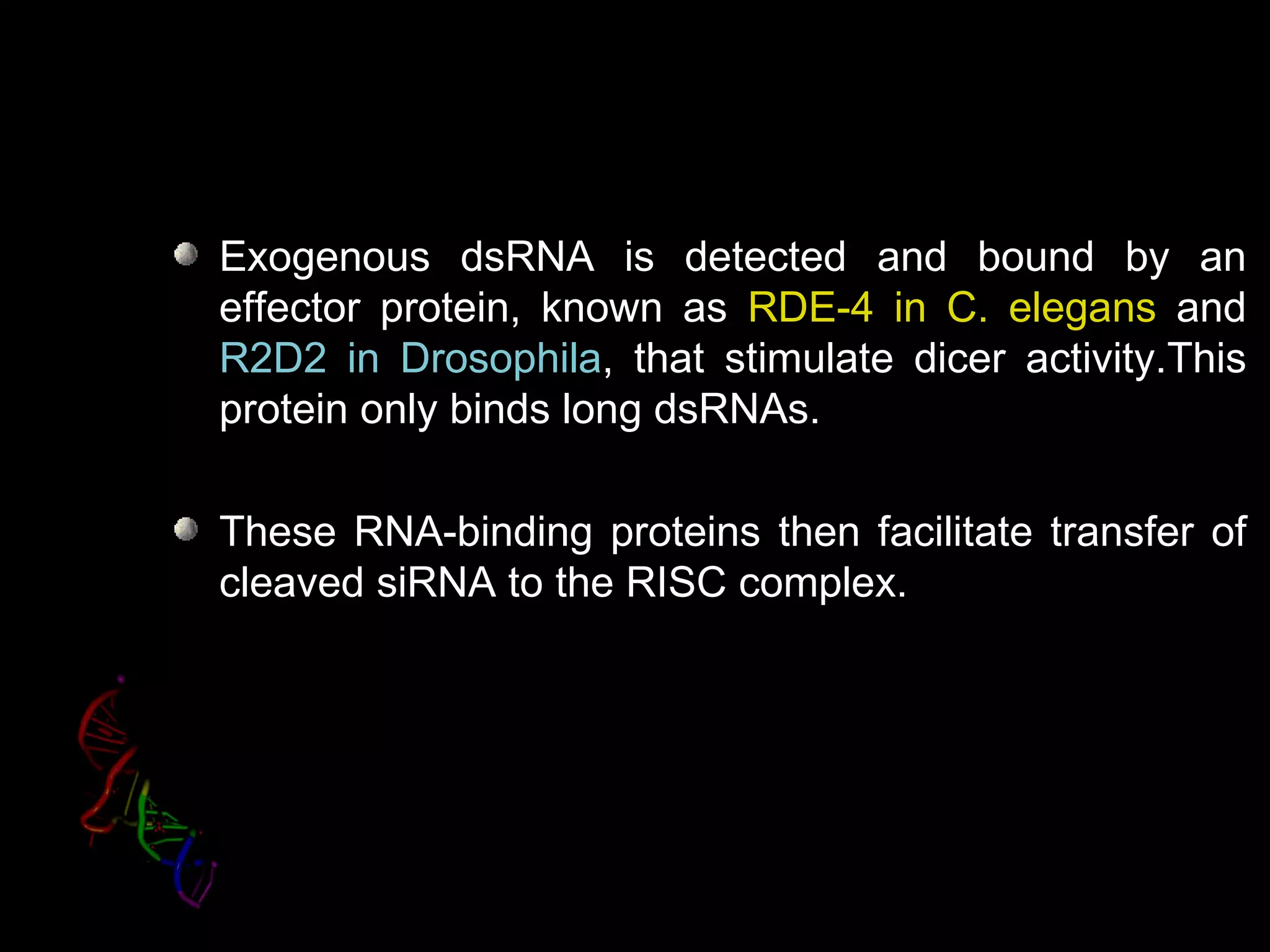 Exogenous dsRNA is detected and bound by an
effector protein, known as RDE-4 in C. elegans and
R2D2 in Drosophila, that stimulate dicer activity.This
protein only binds long dsRNAs.

These RNA-binding proteins then facilitate transfer of
cleaved siRNA to the RISC complex.
 