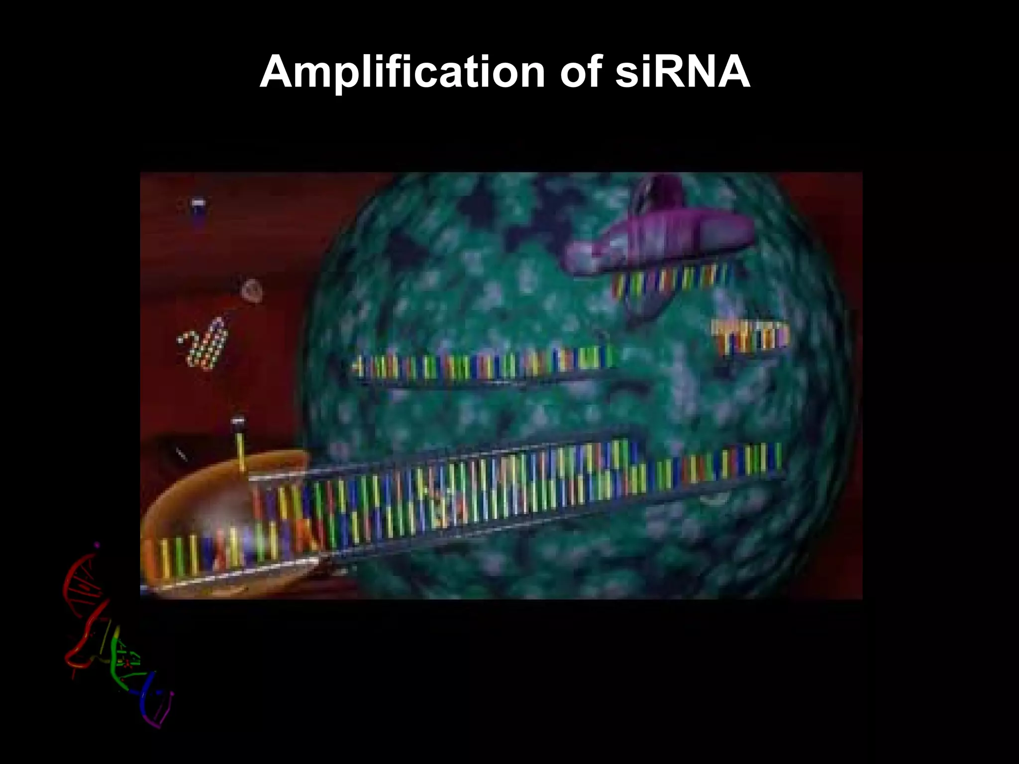 Amplification of siRNA
 