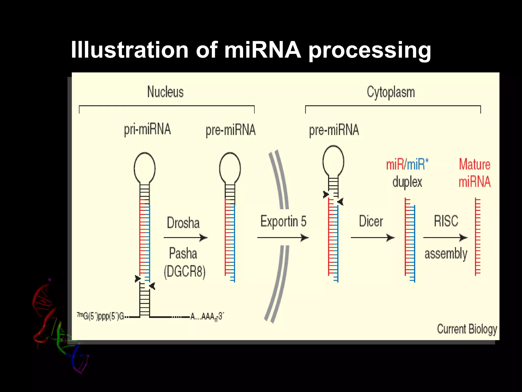 Illustration of miRNA processing
 