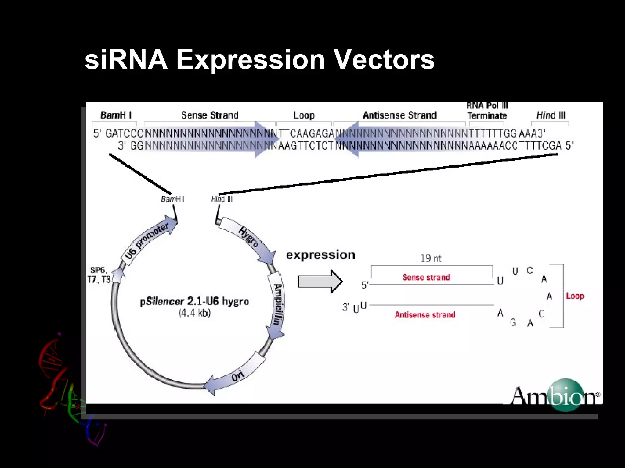 siRNA Expression Vectors
 
