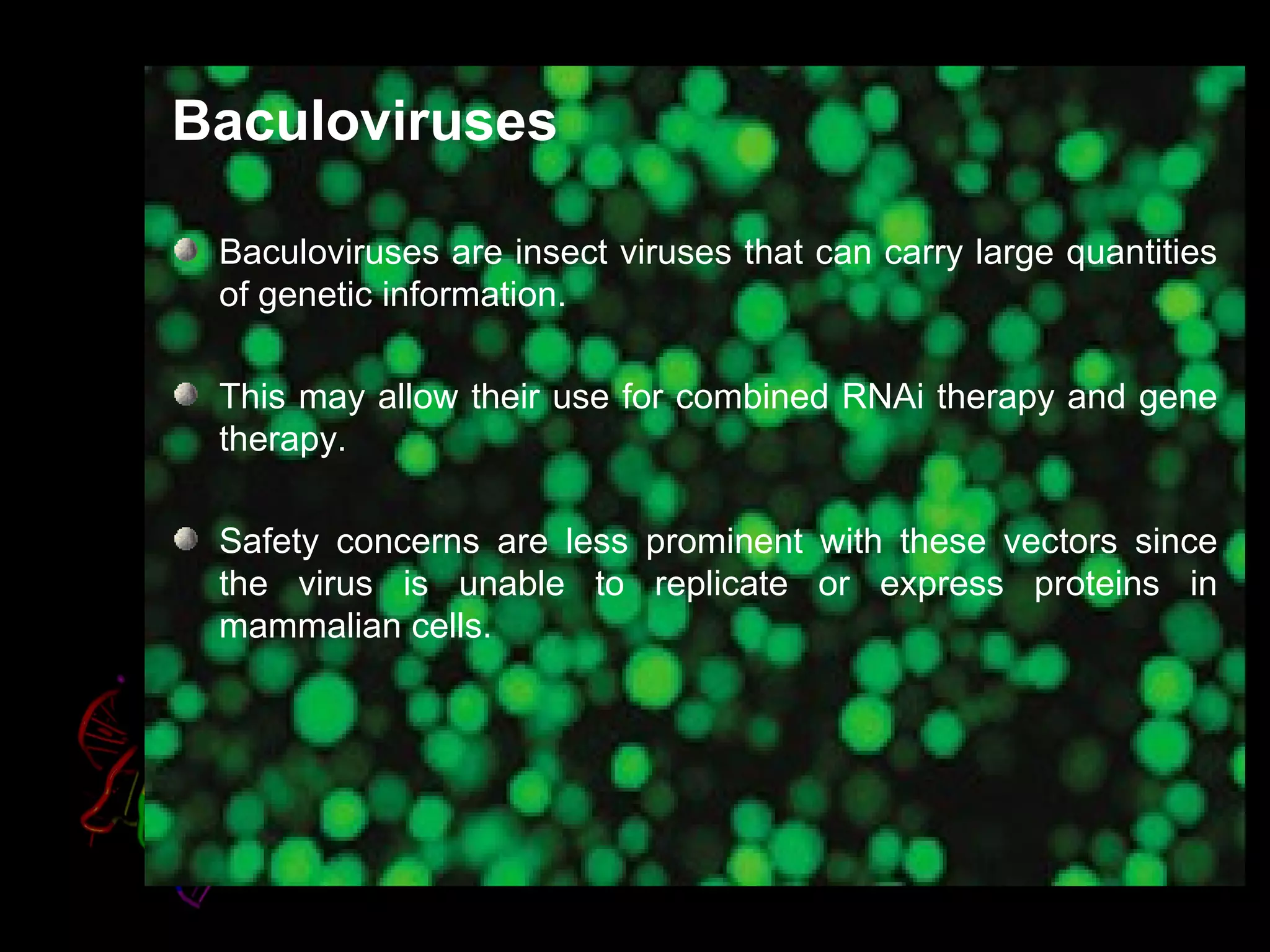 Baculoviruses

 Baculoviruses are insect viruses that can carry large quantities
 of genetic information.

 This may allow their use for combined RNAi therapy and gene
 therapy.

 Safety concerns are less prominent with these vectors since
 the virus is unable to replicate or express proteins in
 mammalian cells.
 