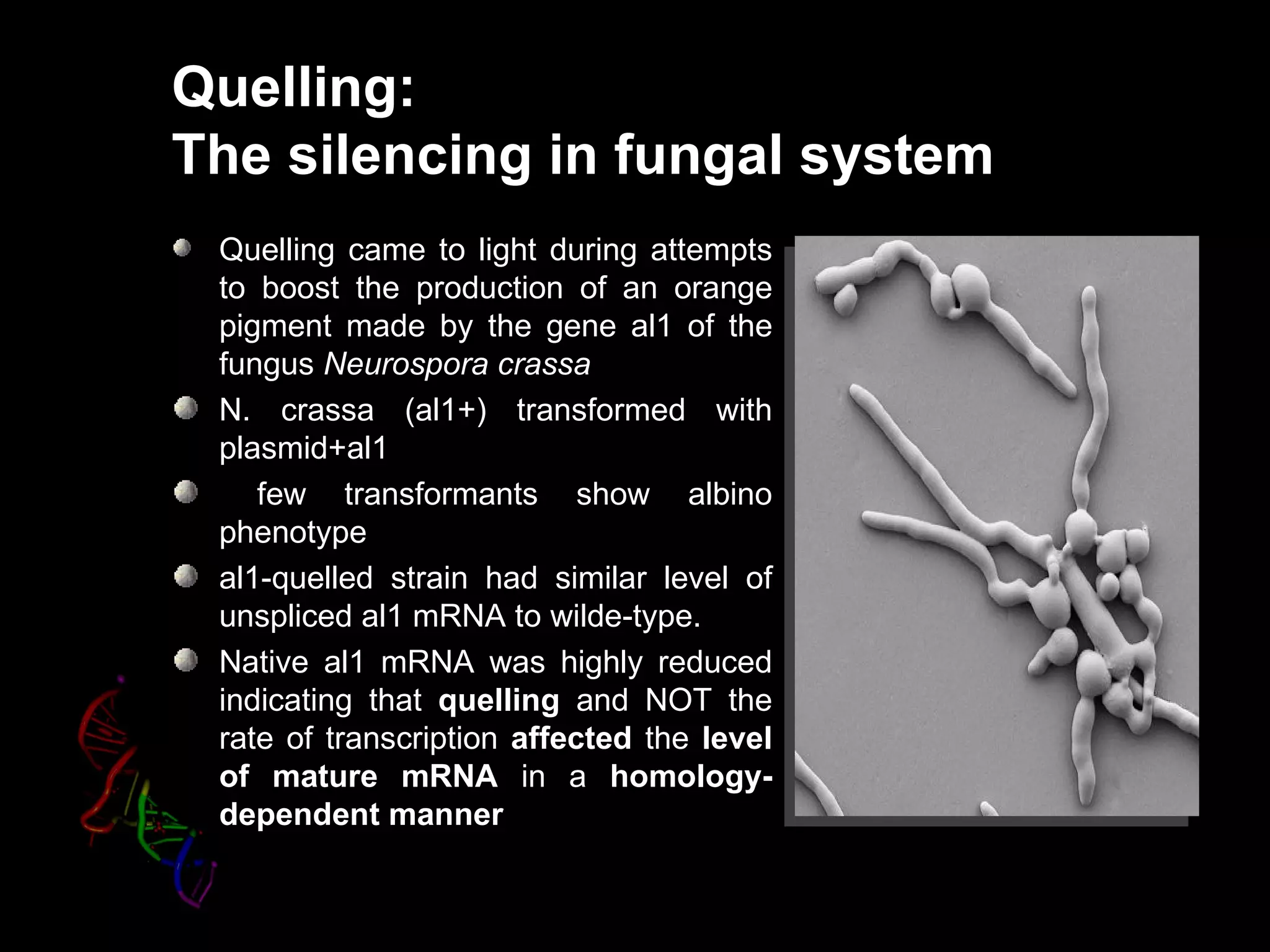 Quelling:
The silencing in fungal system
 Quelling came to light during attempts
 to boost the production of an orange
 pigment made by the gene al1 of the
 fungus Neurospora crassa
 N. crassa (al1+) transformed with
 plasmid+al1
    few transformants show albino
 phenotype
 al1-quelled strain had similar level of
 unspliced al1 mRNA to wilde-type.
 Native al1 mRNA was highly reduced
 indicating that quelling and NOT the
 rate of transcription affected the level
 of mature mRNA in a homology-
 dependent manner
 