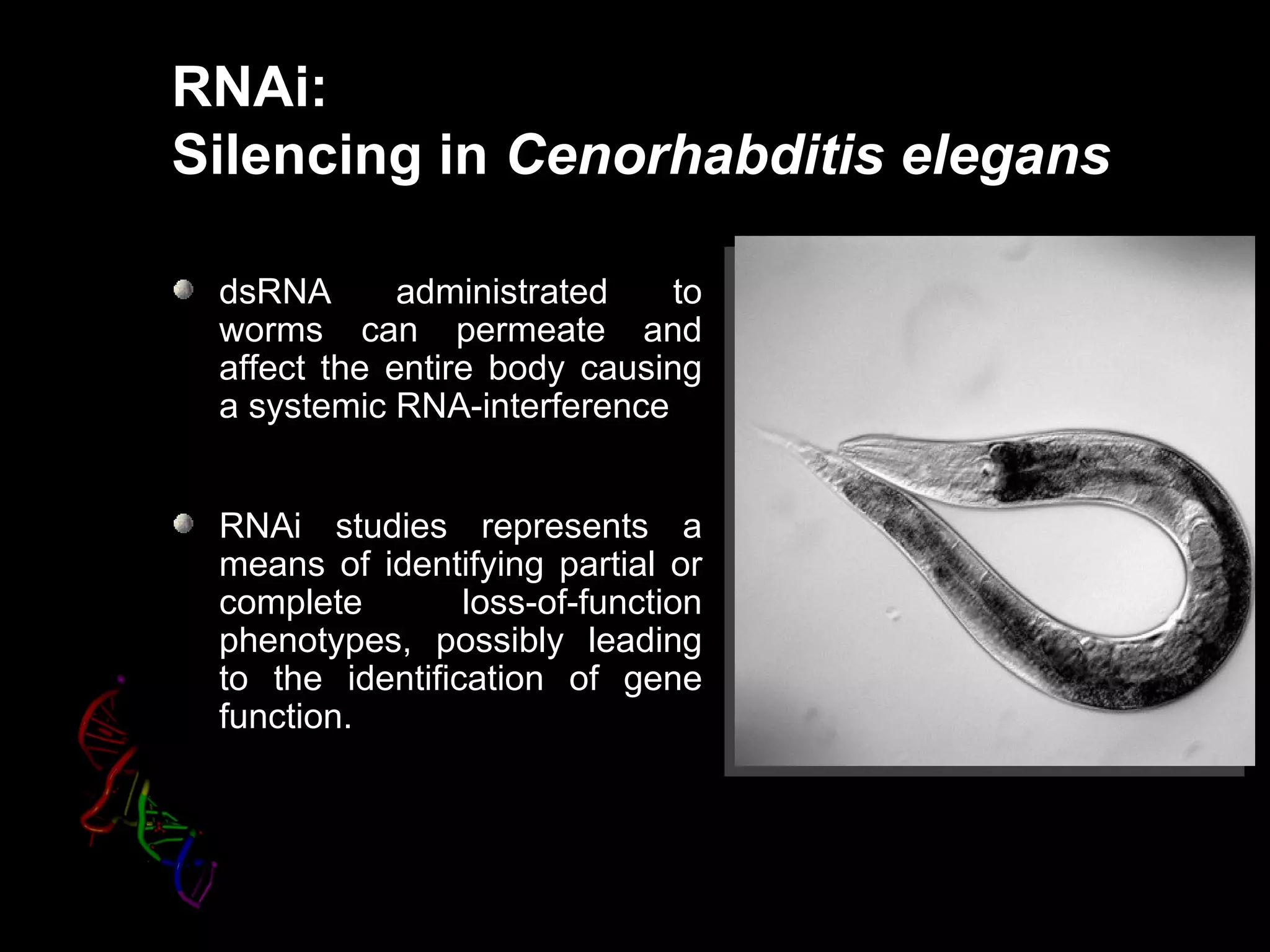 RNAi:
Silencing in Cenorhabditis elegans

 dsRNA       administrated    to
 worms can permeate and
 affect the entire body causing
 a systemic RNA-interference


 RNAi studies represents a
 means of identifying partial or
 complete        loss-of-function
 phenotypes, possibly leading
 to the identification of gene
 function.
 