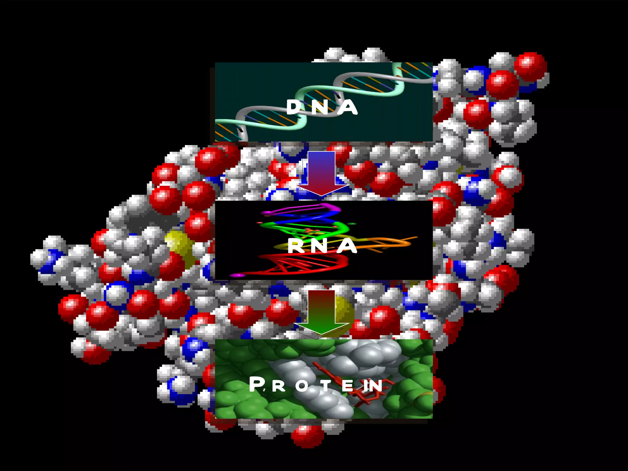 D NA



   RN A



P r o t e in
 
